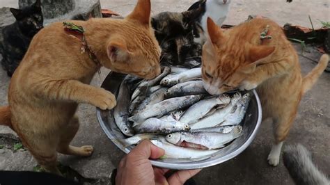 ストリートビュー 最新：猫が魚を食べながら踊る未来都市